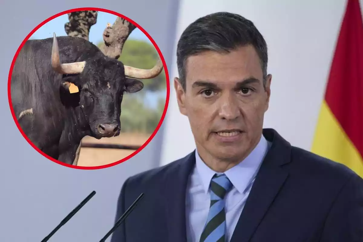 Montaje con Pedro Sánchez y un toro