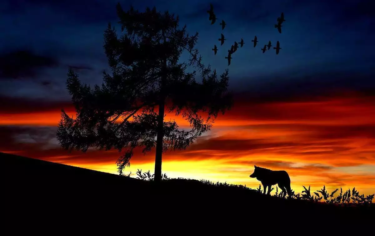 loup près d'un arbre au coucher de soleil