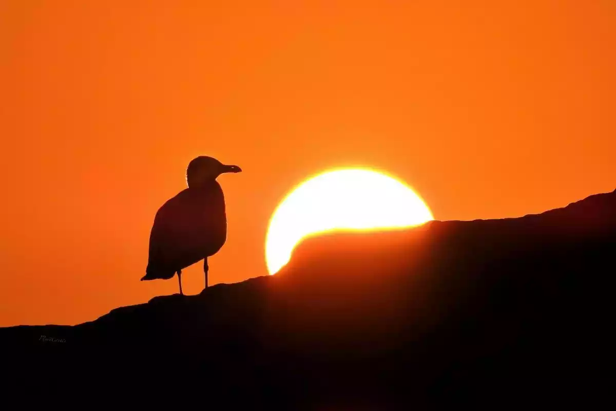 Imagen de una gaviota en una salida de sol en Fuengirola, Málaga