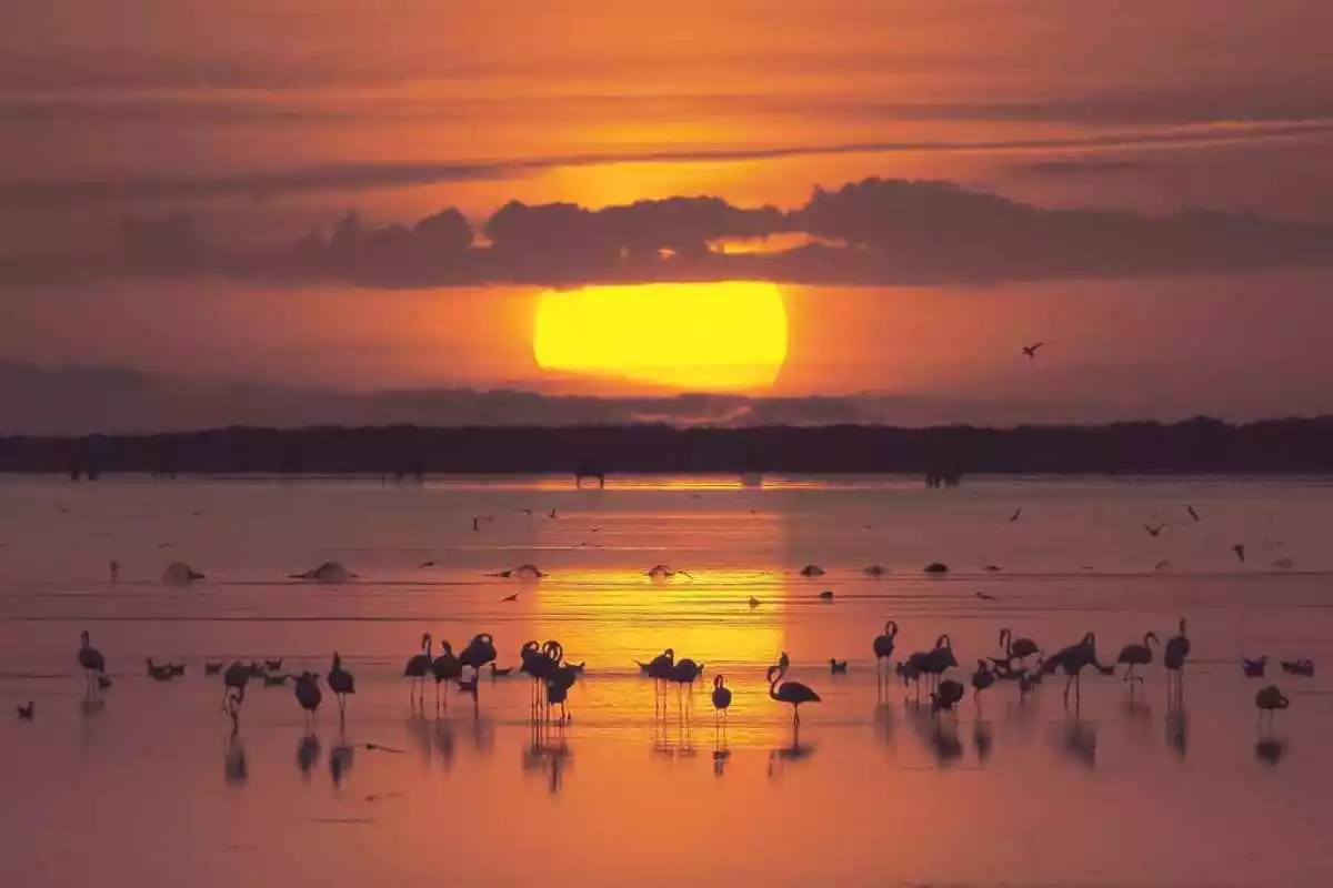 Imagen de una salida de sol en el Delta del Ebro