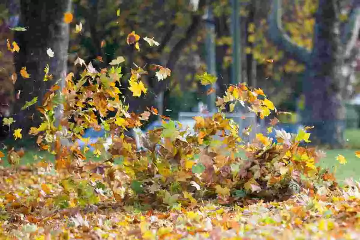 Imagen de hojas volando en un temporal de otoño