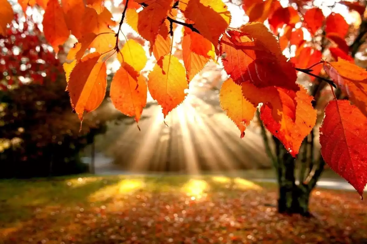 Imagen de un árbol en pleno otoño en España