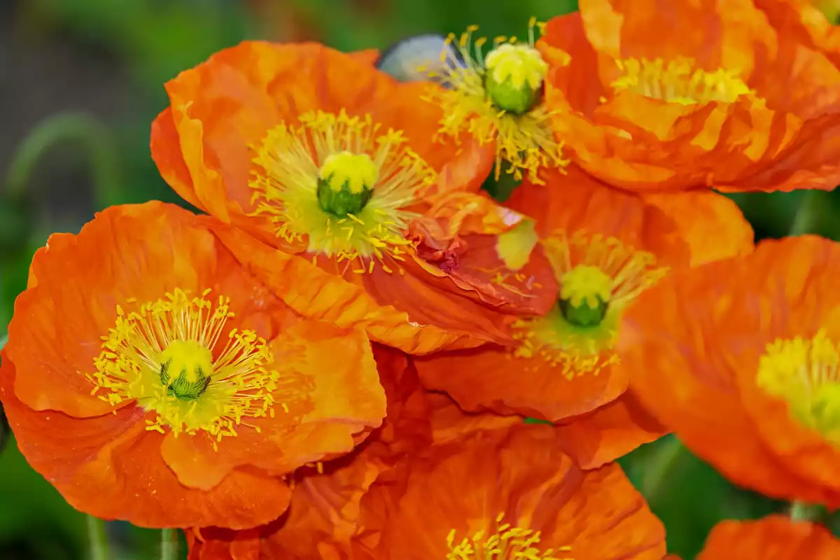 Diversas amapolas florecidas de color naranja en un campo