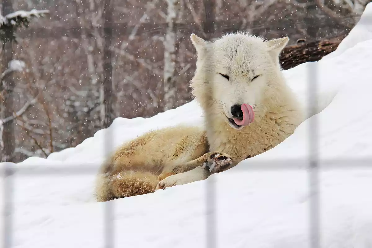Un ejemplar de zorro del Ártico tumbado en la nieve relamiéndose