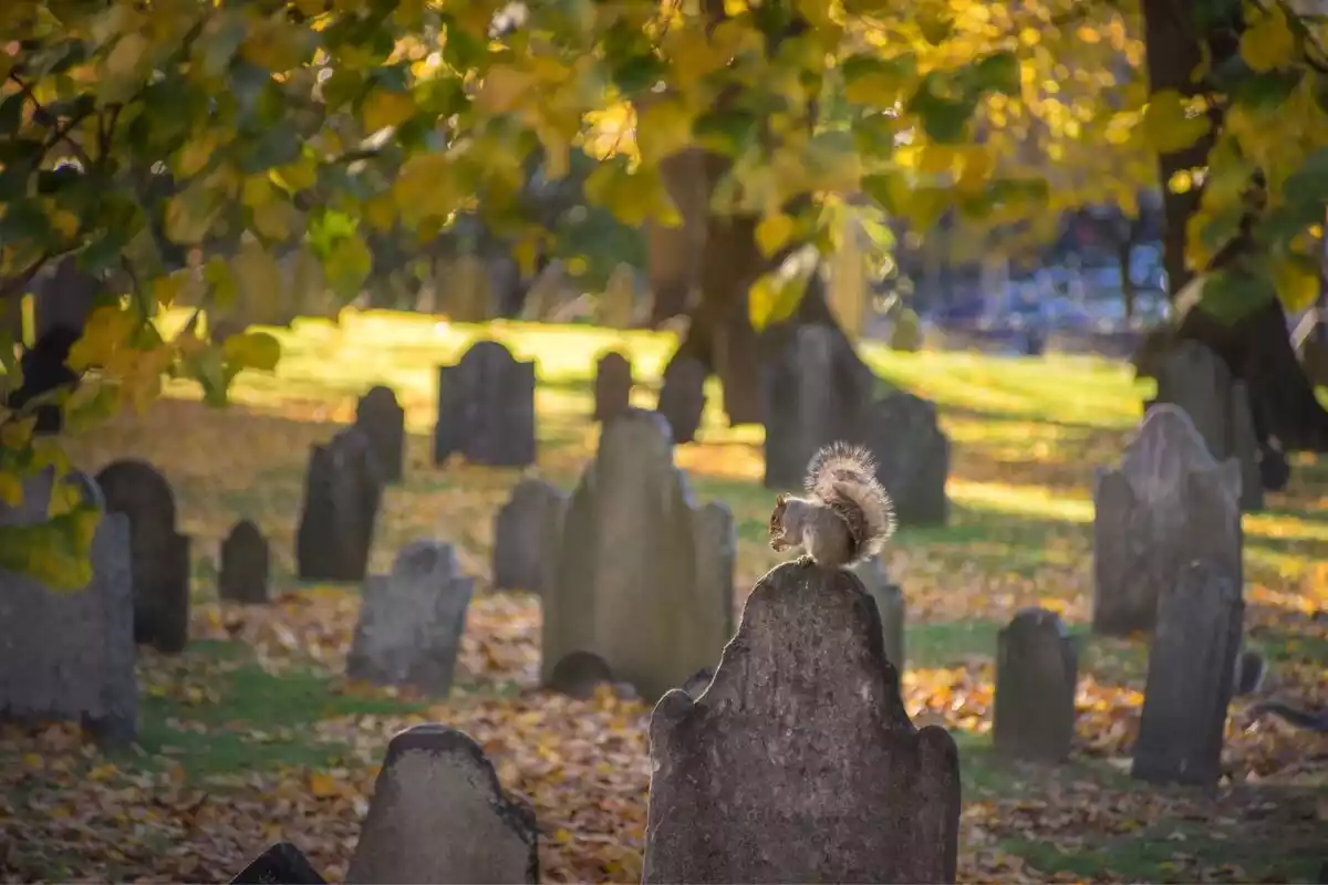Lápidas de piedra oscurecida en un cementerio bajo los árboles con una ardilla