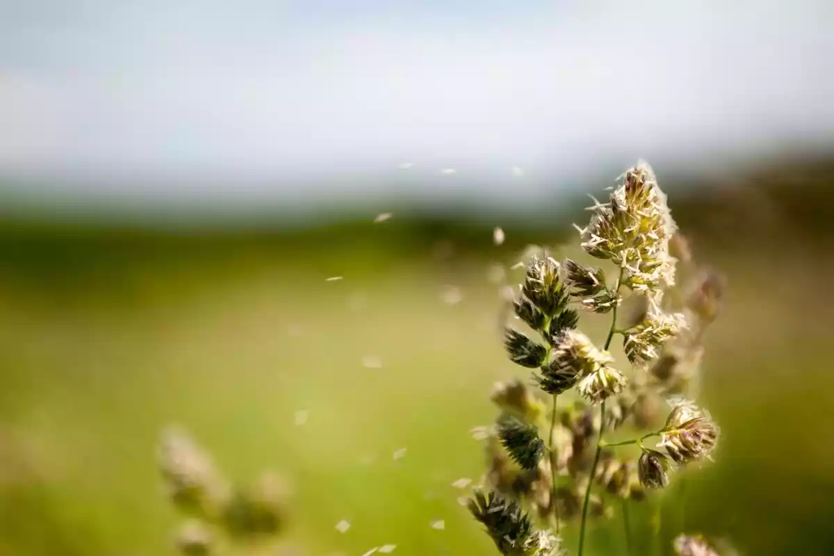 Una flor soltando polen en el viento en un prado