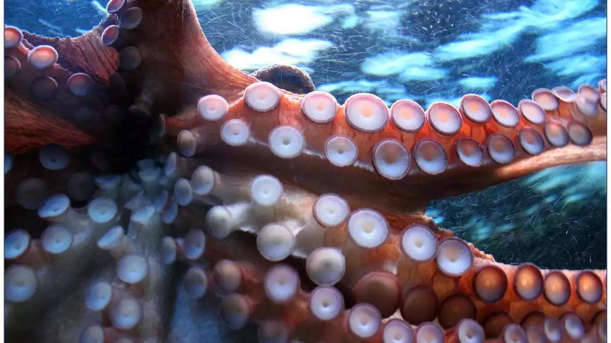 El calamar gigante, uno de los grandes beneficiados del cambio climático